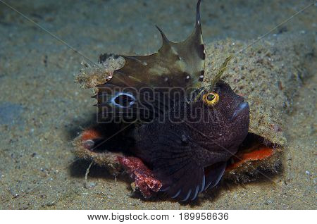 A Small Fish Comes Out Of Its Hole And It Showcases