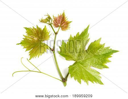 Grape vine leaf isolated on white background. Vine sprig. Nature object