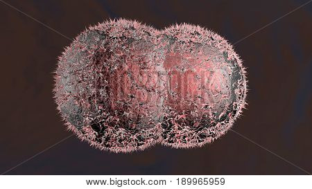 3D rendered Illustration of the Mitosis and division of a Cancer Cell.