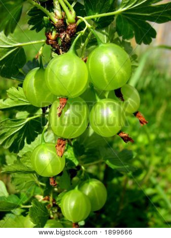 Grappolo di uva spina