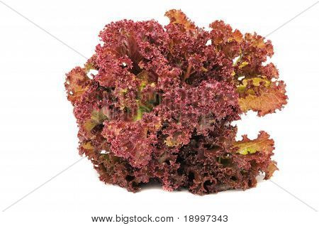 Lollo Rosso lattuga