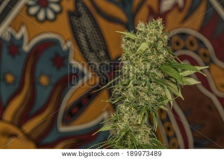 Aged Green Bloom Of Medical Marijuana With Color Background