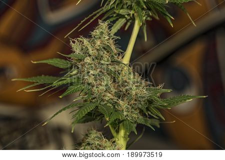 Aged Green Bloom Of Medical Marijuana With Color Background