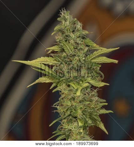 Aged Green Bloom Of Medical Marijuana With Color Background