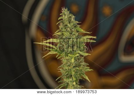 Aged Green Bloom Of Medical Marijuana With Color Background