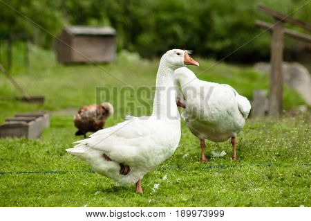 White Goose Stands On One Leg On A Green Grass.