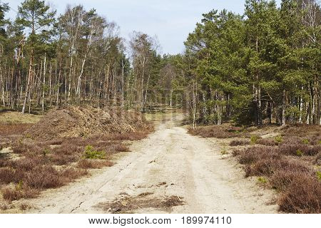Forestry - Forest Road Into A Wood