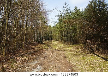 Path Into A Wood (nature Reserve)