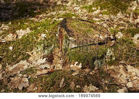 Mossy Stump
