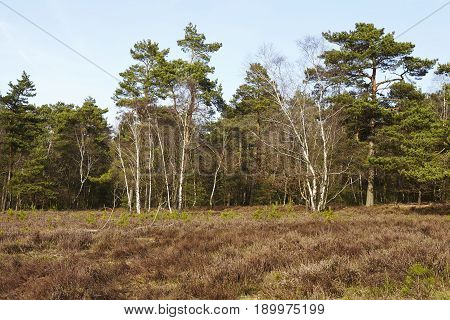 Forestry - Woodland