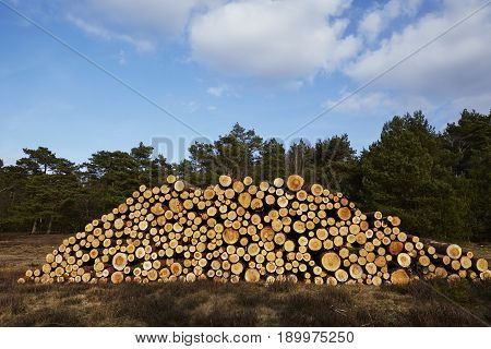 Forestry - Pile Of Tree Boles