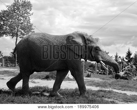 Elephants are large mammals of the family Elephantidae and the order Proboscidea. Two species are traditionally recognised, the African elephan and the Asian elephant