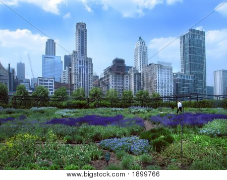 Garden In Chicago