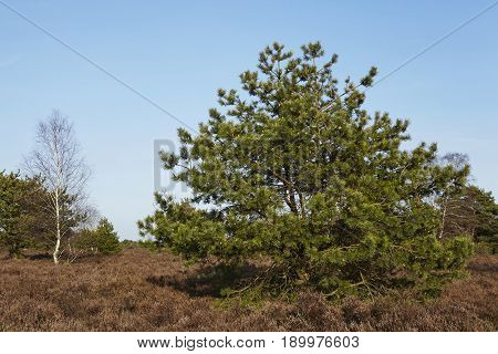 Conifers Into Heathland In Spring