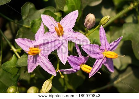 close up Solanum trilobatum flower in nature garden