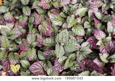 close up fresh hemigraphis alternata plant in nature garden