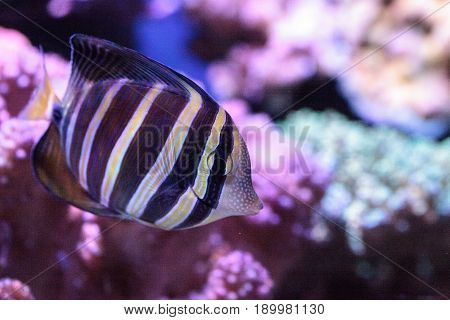Sailfin Tang Zebrasoma Veliferum