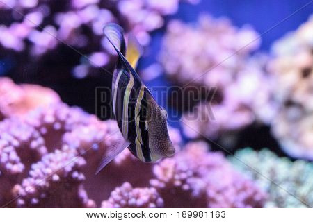 Sailfin Tang Zebrasoma Veliferum