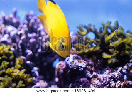 Yellow Three Spot Angelfish Apolemichthys Trimaculatus