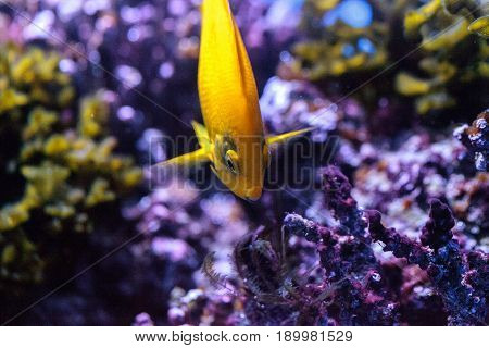 Yellow Three Spot Angelfish Apolemichthys Trimaculatus