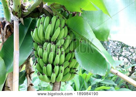 Banana Tree With A Bunch Growing In  Organic Farm,  In The North Of Thailand. The One Of The Famous