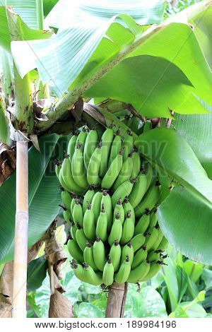 Banana Tree With A Bunch Growing In  Organic Farm,  In The North Of Thailand. The One Of The Famous