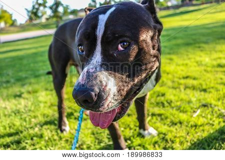 Up-close portrait of a pit bull dog smiling in a park with green grass.