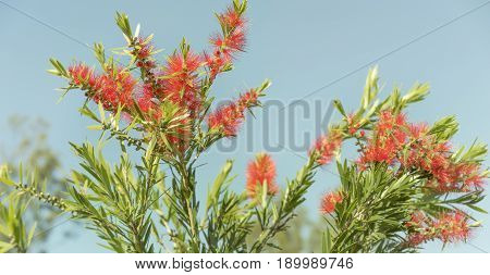 Red flowers and green foliage of Callistemon Bottlebrush a native wildflower of Australia against clear blue sky