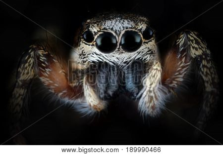 Little jumping spider on dark background extreme macro
