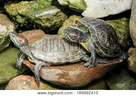 two turtles make love on stone in river