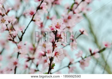 spring tree with pink flowers almond blossom on a branch on green background on blue sky