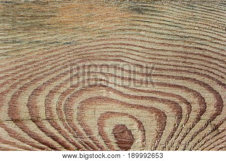 oak tree texture bacground, old tree wood
