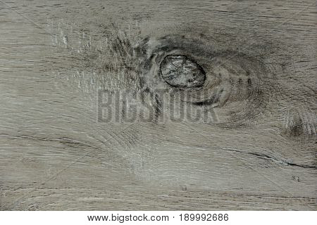 oak tree texture bacground, old tree wood