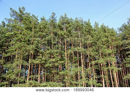 pine tree wood on blue sky  in summer Latvia