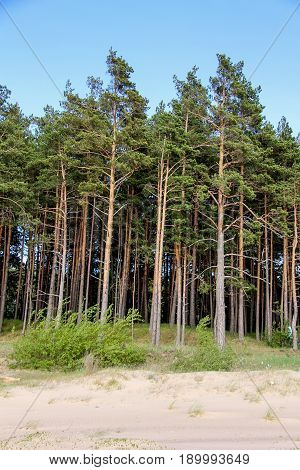 texture of green forest of pine tree wood