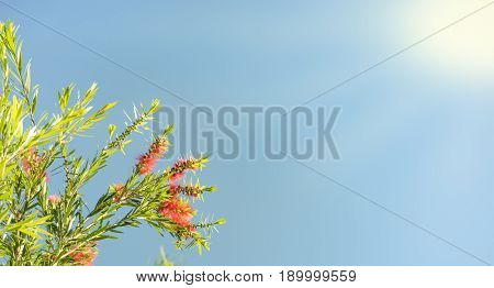 Sunlight on Australian callistemon blossoms condolence funeral background with clear blue sky red flowers and green leaves