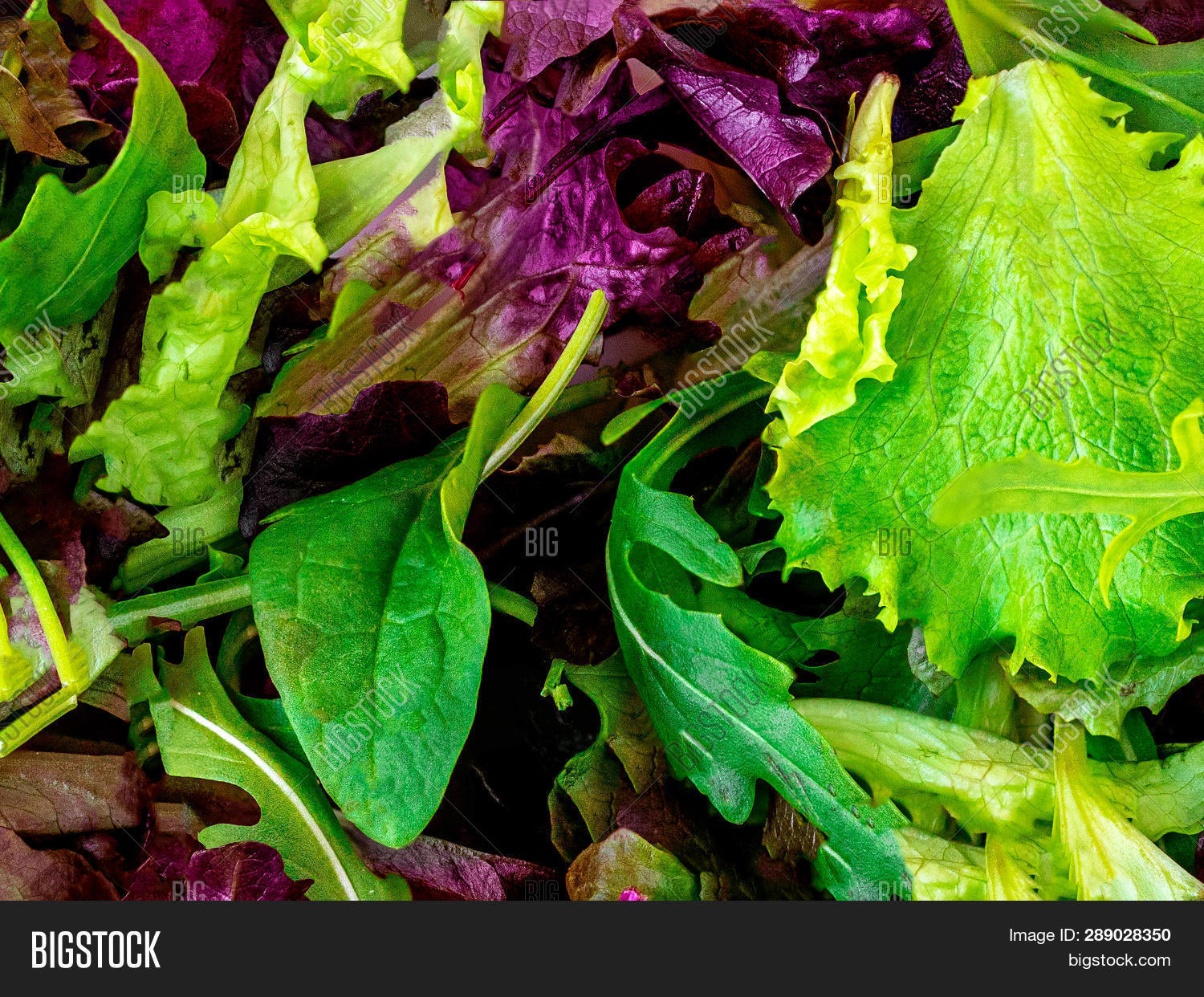 Salad Mix Leaves Image & Photo (Free Trial) Bigstock