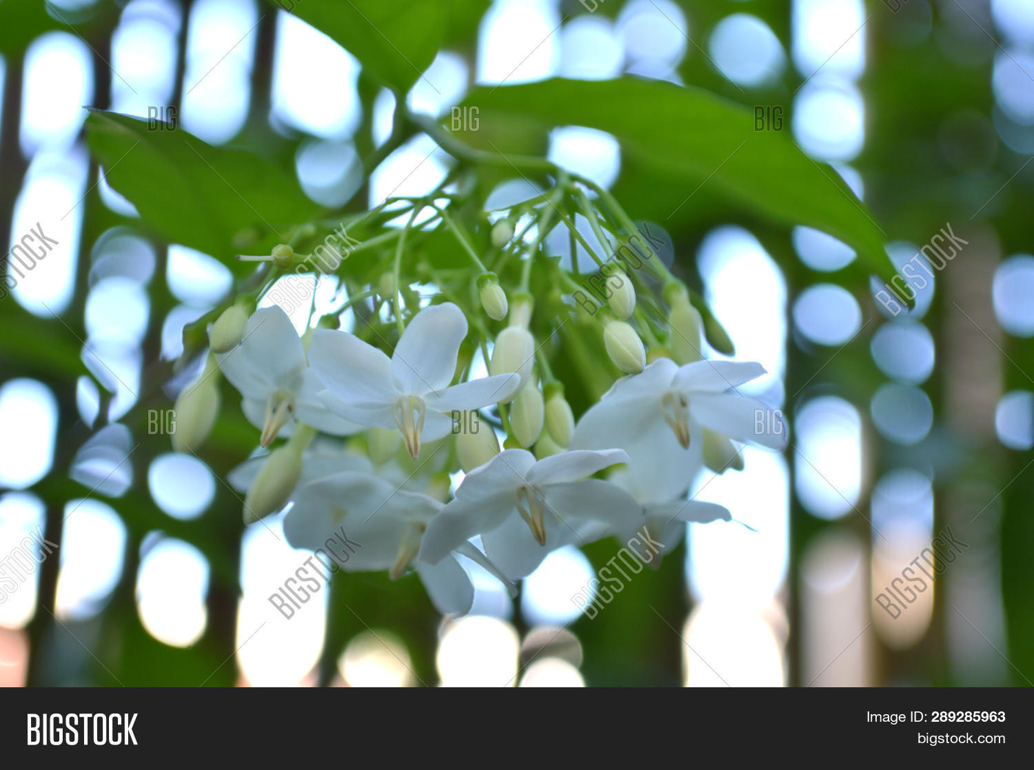 Water Jasmine, Image & Photo (Free Trial) Bigstock