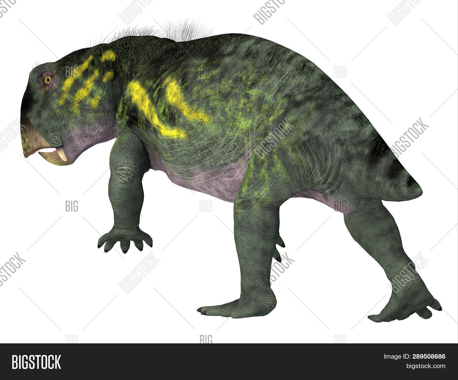 Lystrosaurus Dinosaur Image & Photo (Free Trial) Bigstock
