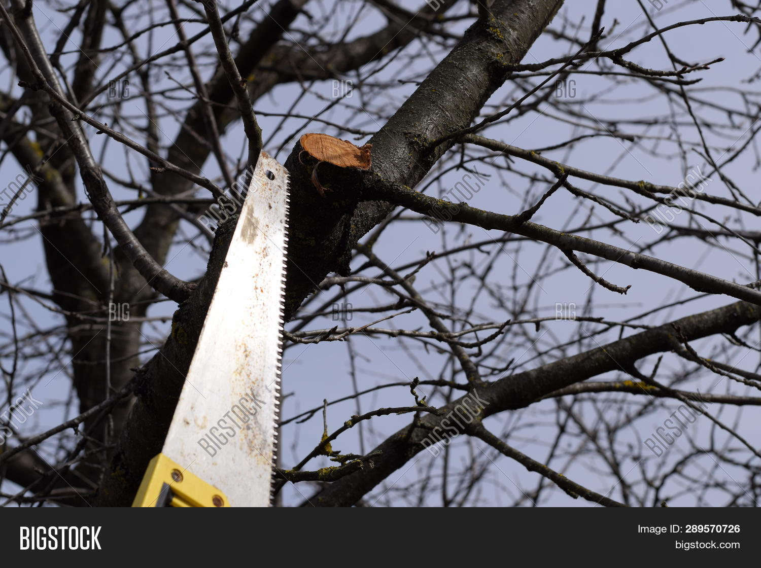 Cutting Tree Branch Image & Photo (Free Trial) Bigstock