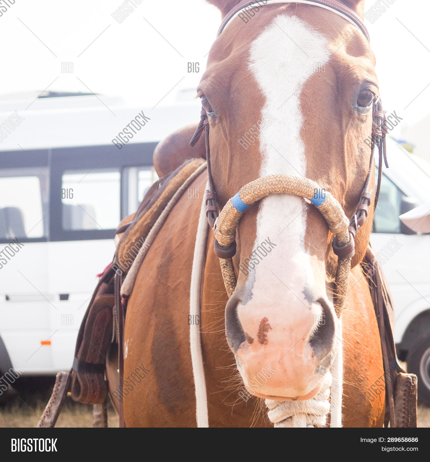 Brown Horse Head Reins Image & Photo (Free Trial) Bigstock