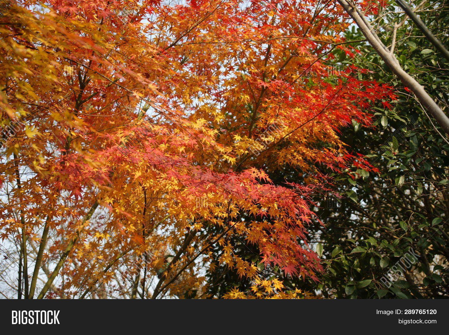 Red Maple Trees Fall Image & Photo (Free Trial) | Bigstock