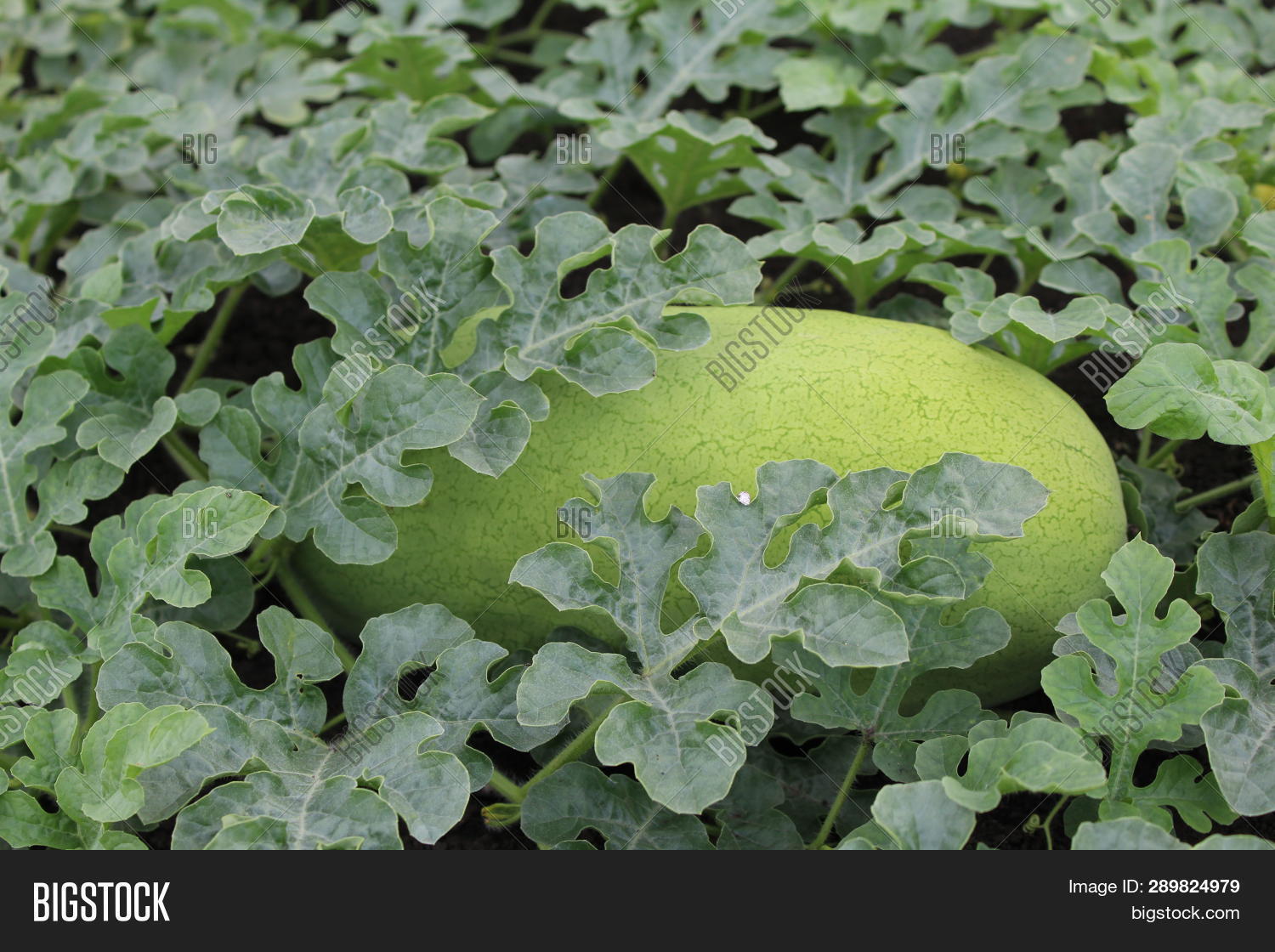 Watermelon On Stem Image & Photo (Free Trial) Bigstock