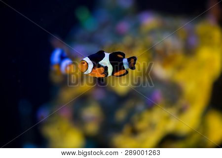 Clown fish swimming in aquarium tank