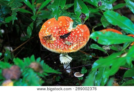 Fly Agaric Mushroom (amanita Muscaria) Growing In The Forest In Nesscliffe, Shropshire, England.