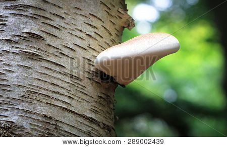 A Birch Polypore Mushroom (piptoporus Betulinus) Grows Out Of A Birch Tree In Nesscliffe, Shropshire