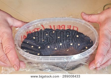 A Woman Covers A White Plastic Box With Cellophane Wrap With Planted Seeds Of Plants And Flowers To 