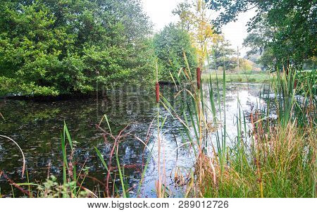 Highly Invasive Reedmace Plants (typha Latifolia) Grow In A Small Pond Surrounded By Trees And Grass