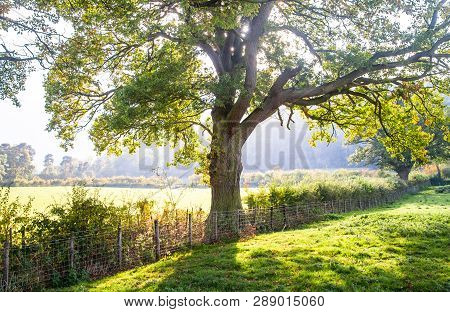 Light Filters Through A Large Oak Tree Along A Fenceline Between Grazing Pastures In Shropshire, Eng