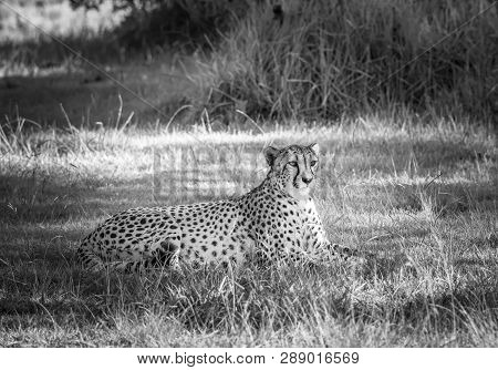 Cheetah In A Grass, South Africa, B & W.